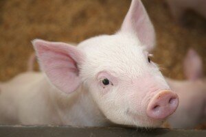 piglet2